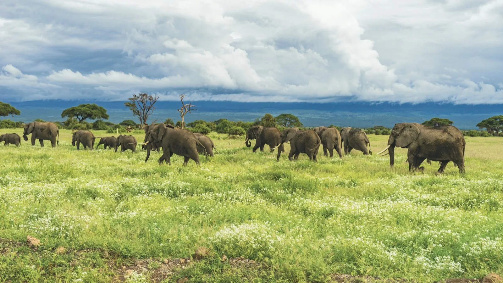 Éléphants dans la savane kényane au lever du soleil