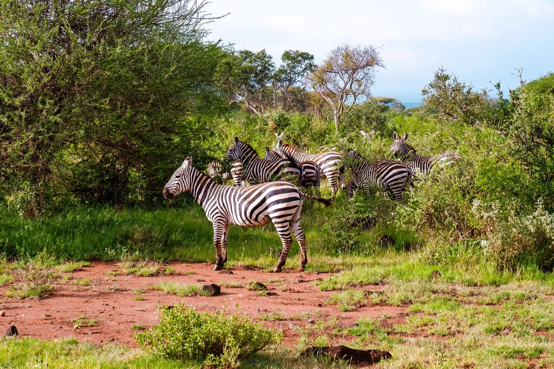 Zèbres dans la savane verte du Kenya