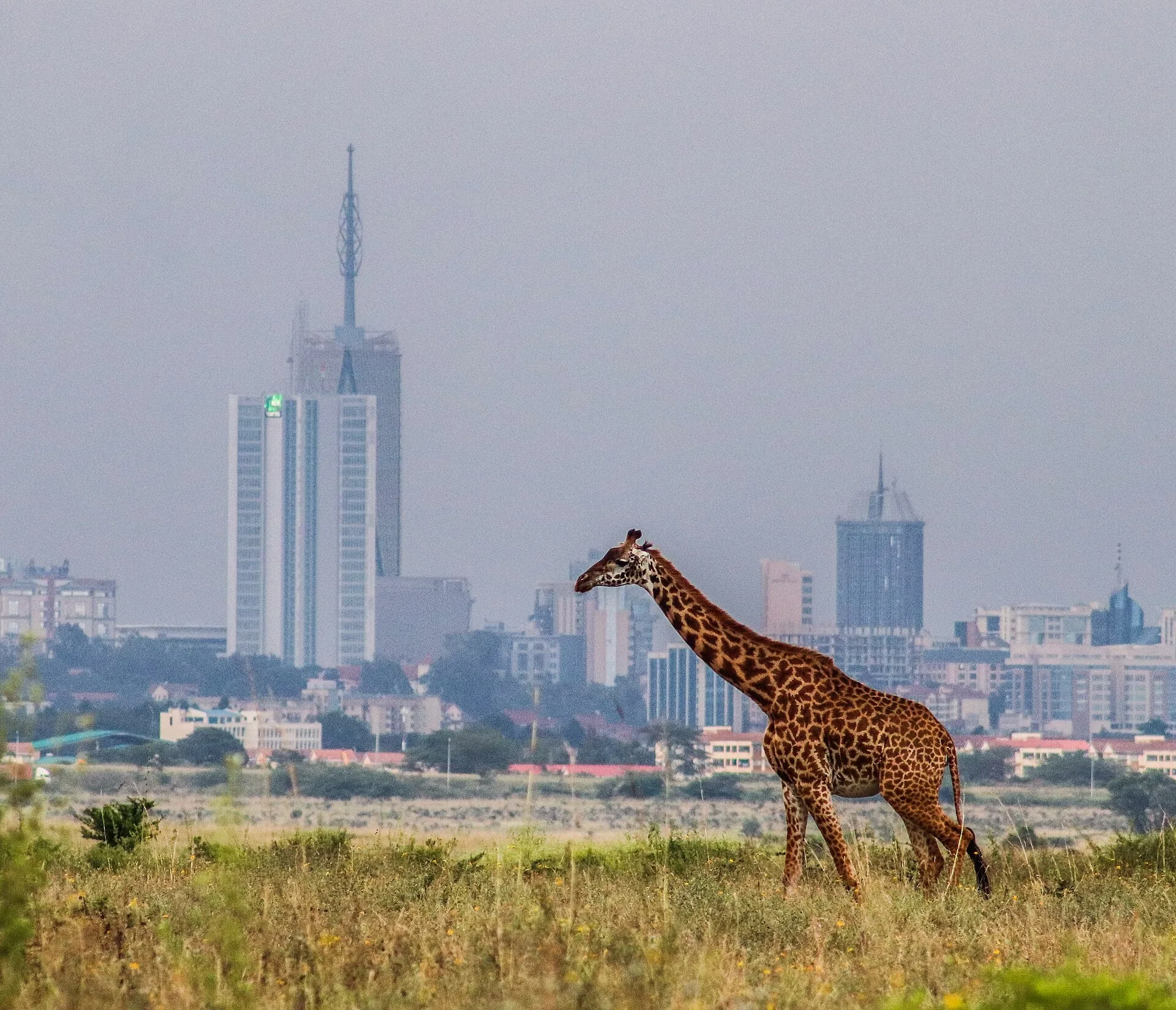 Jours 1 et 2 : Nairobi, une capitale tournée vers la nature