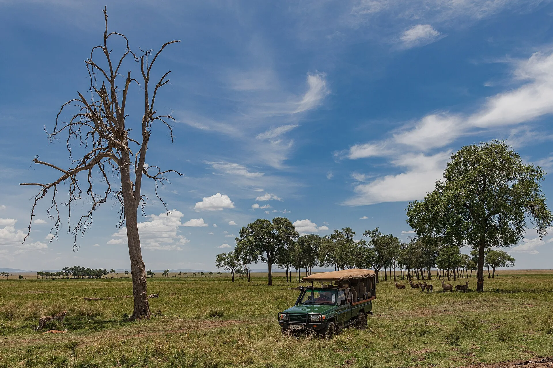 Jours 6 à 8 : le Masai Mara, cœur du safari kényan