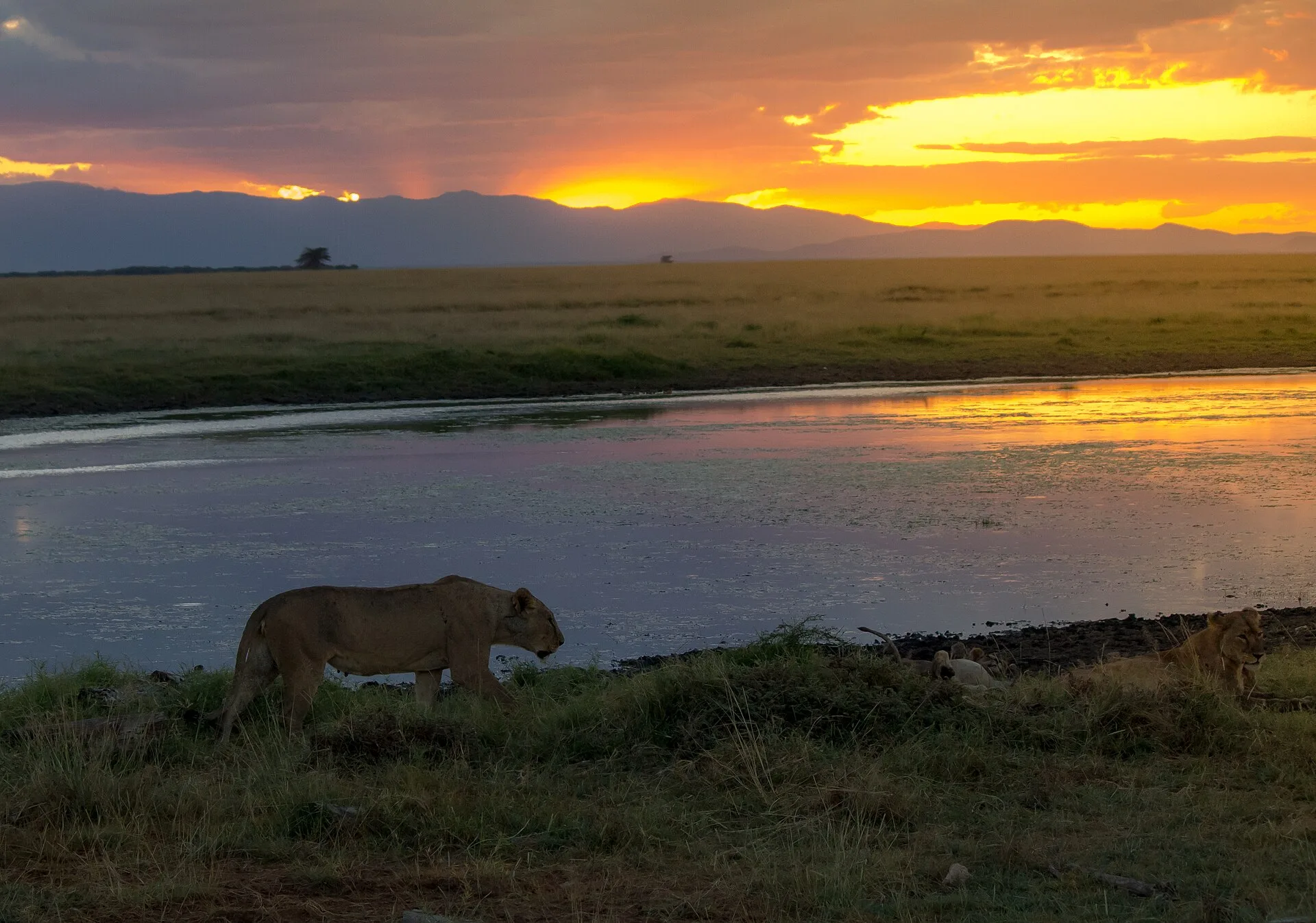 Les animaux du Masai Mara