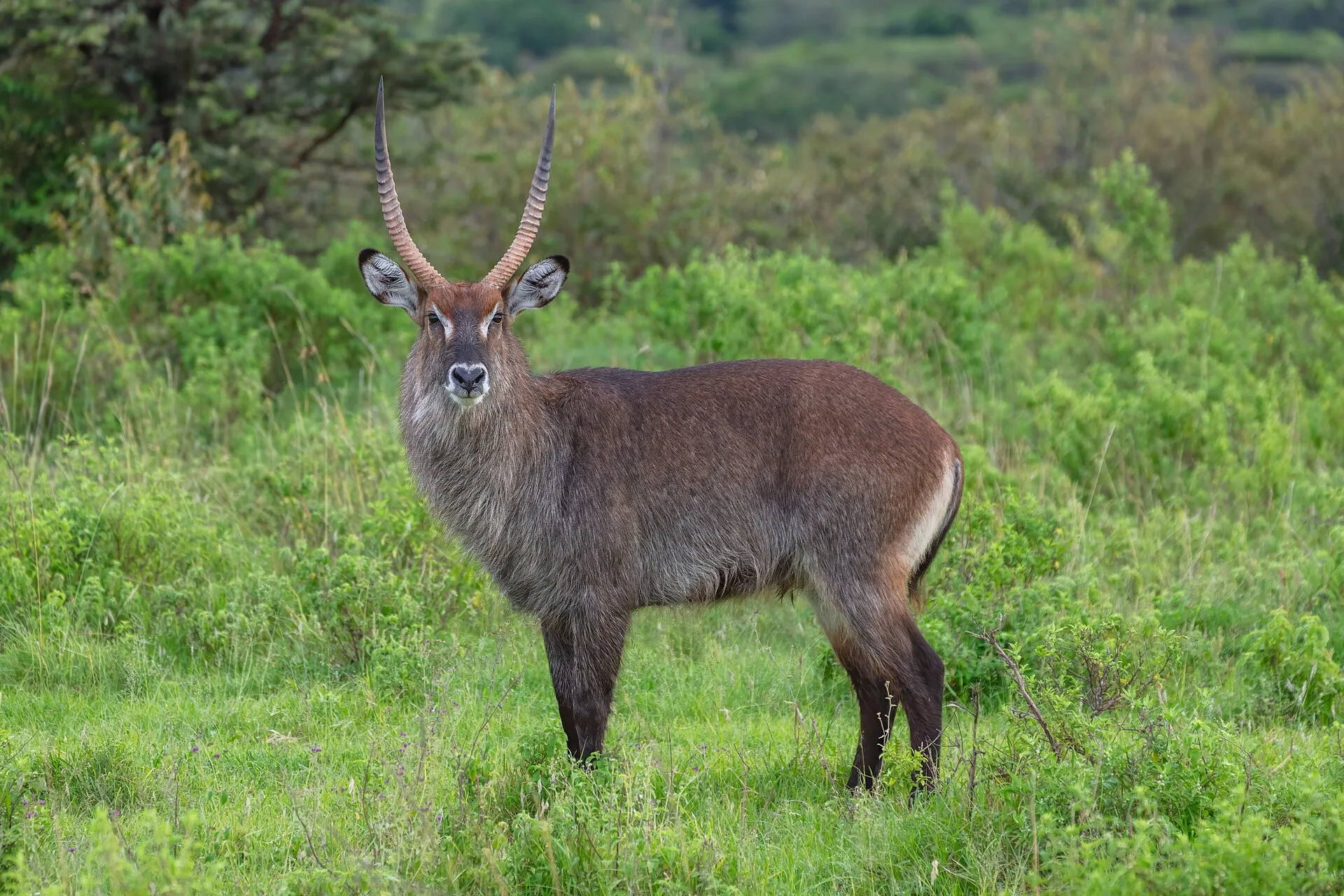 Savane du Masai Mara au Kenya avec animaux sauvages et acacias