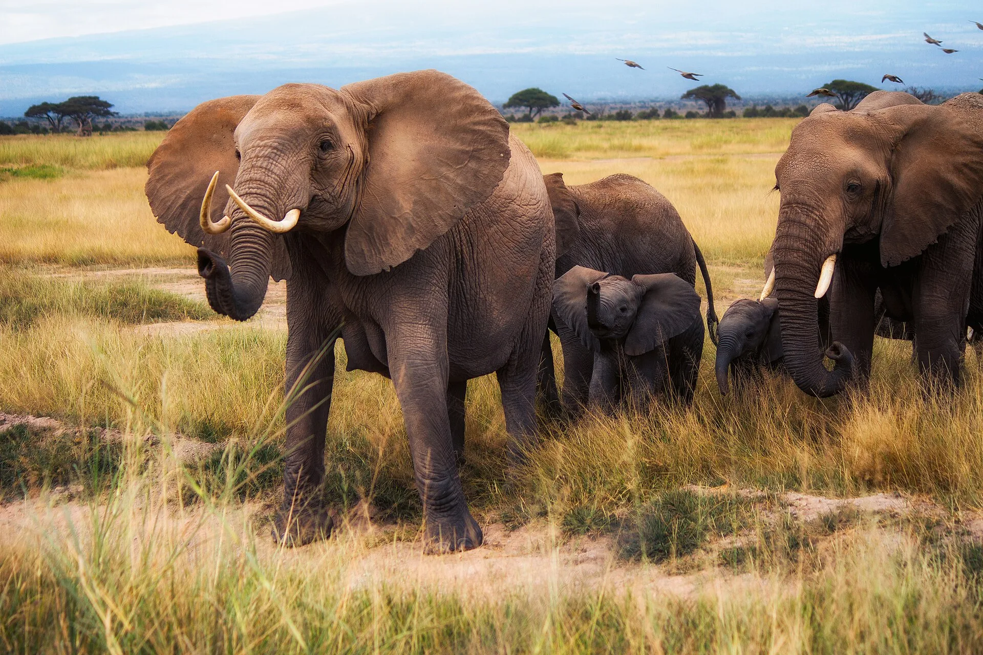 Amboseli, Tsavo et Samburu : le meilleur moment selon le parc
