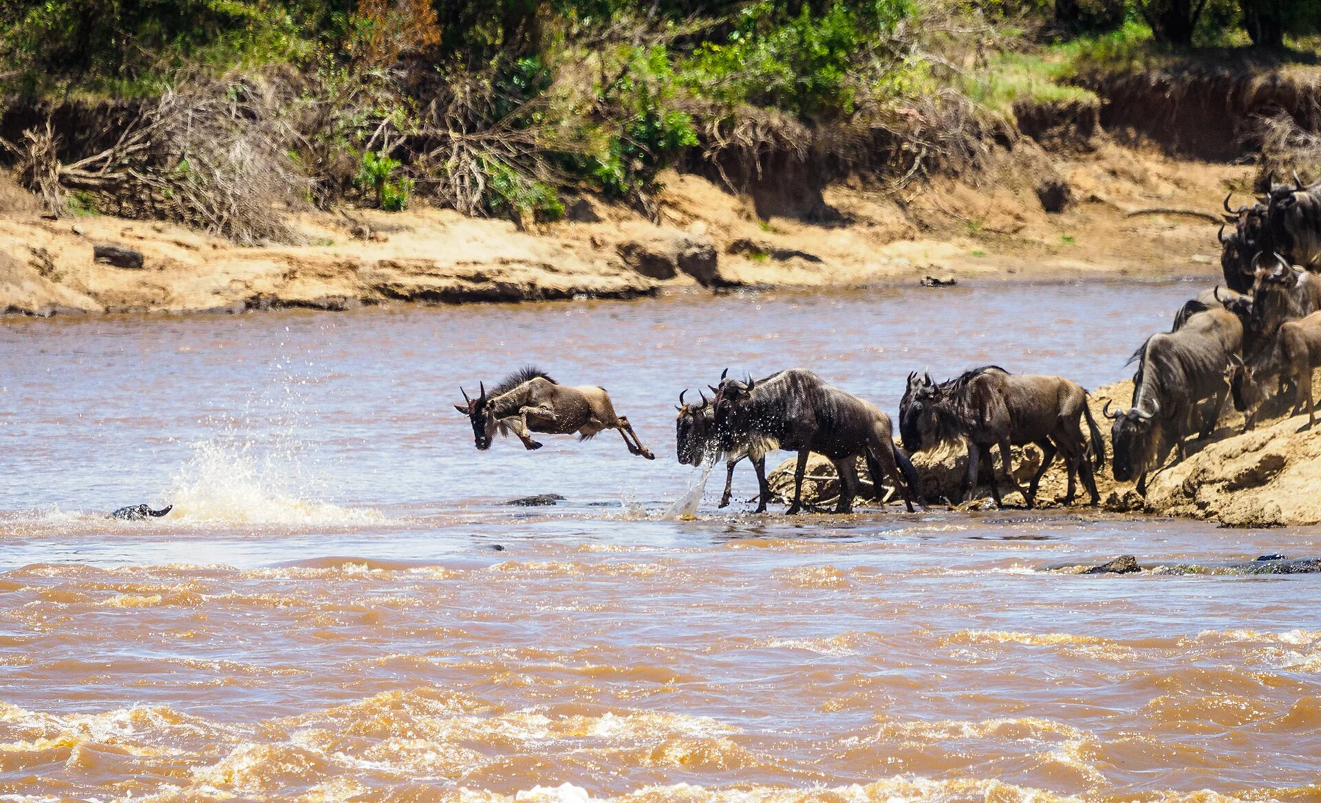 Masai Mara : quand voir la grande migration
