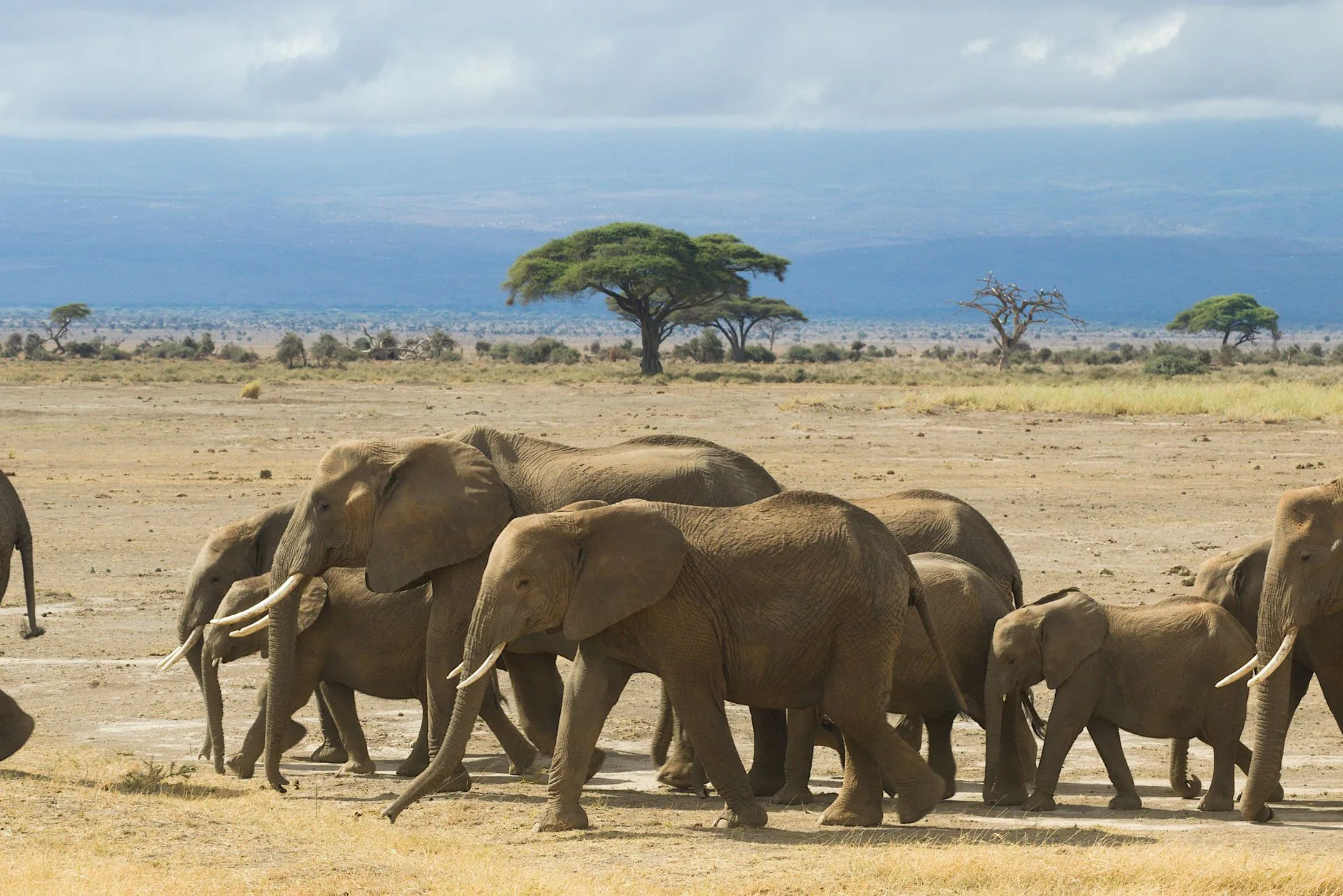 Savane kenyane et animaux sauvages sous un ciel dégagé en saison sèche