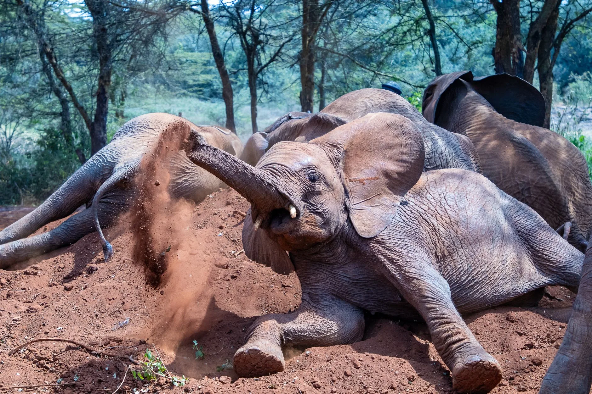 L'orphelinat d'éléphants du David Sheldrick Wildlife Trust