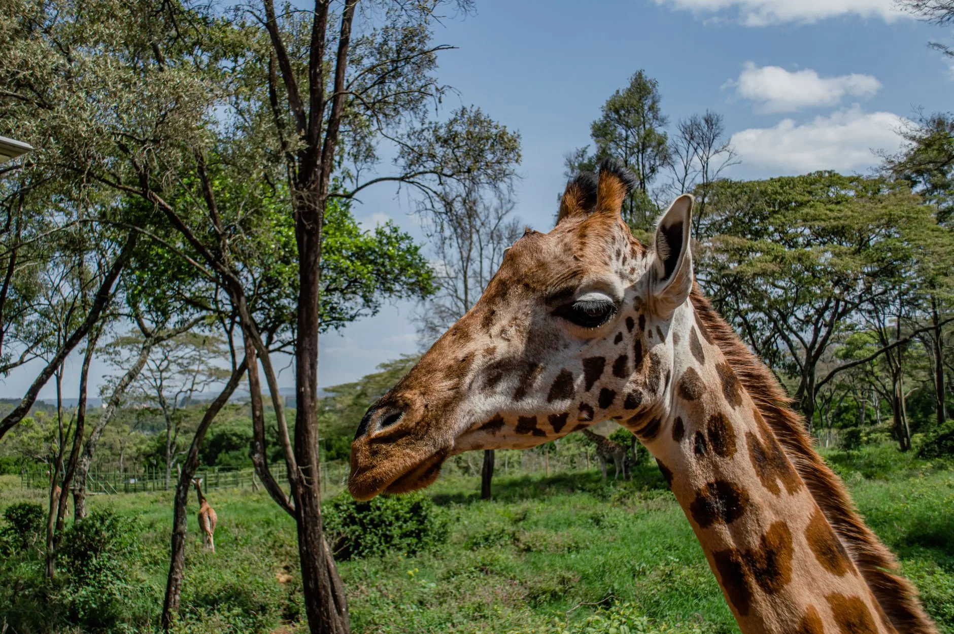 Le Giraffe Centre à Karen