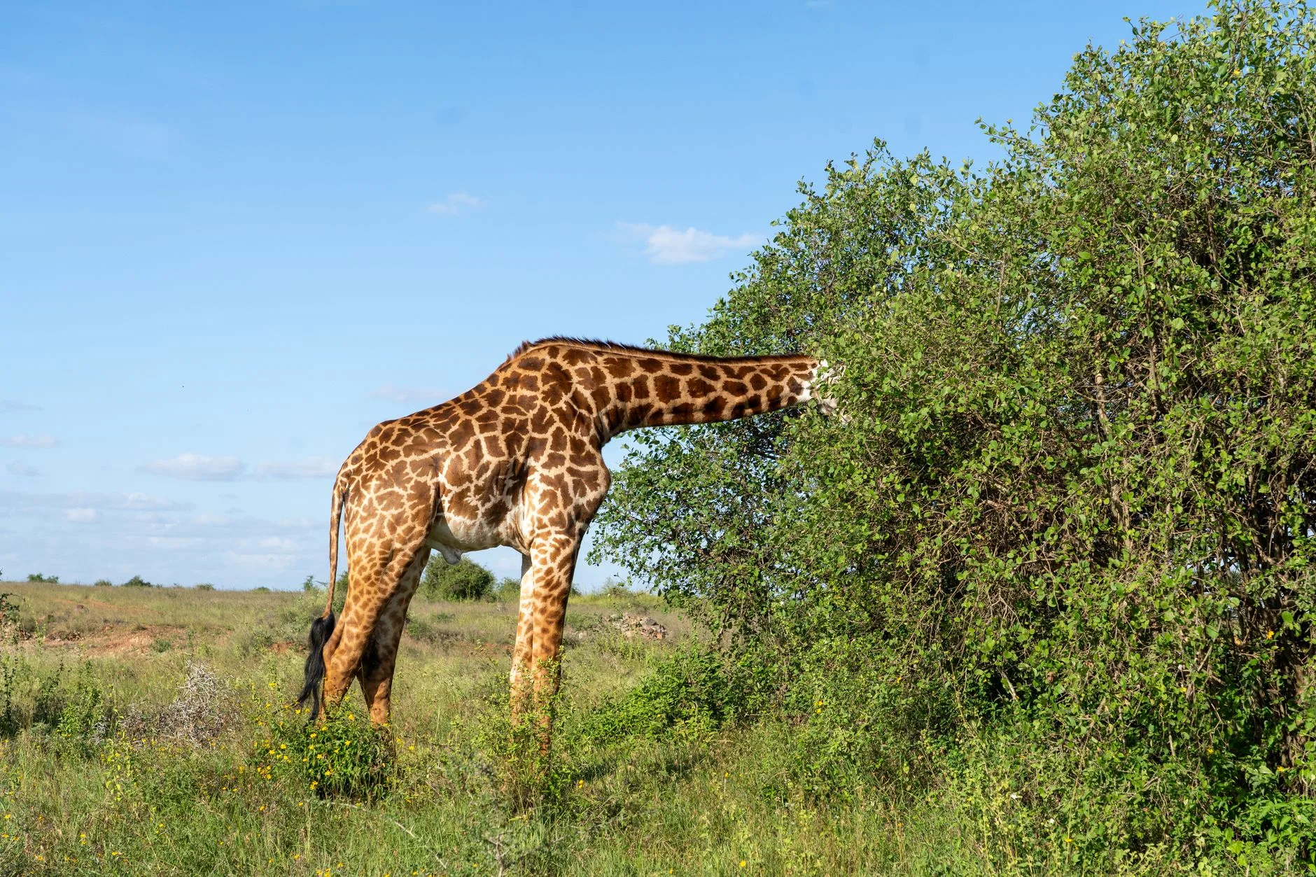 Nairobi National Park, un safari aux portes de la ville