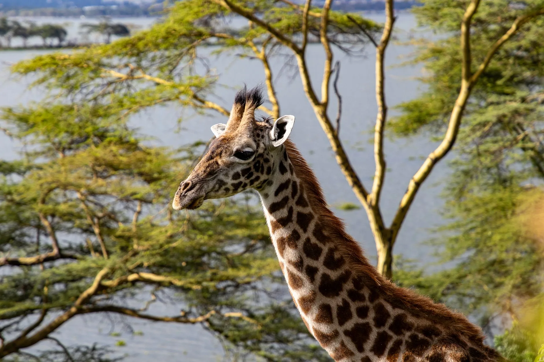 Le lac Naivasha et la vallée du Rift