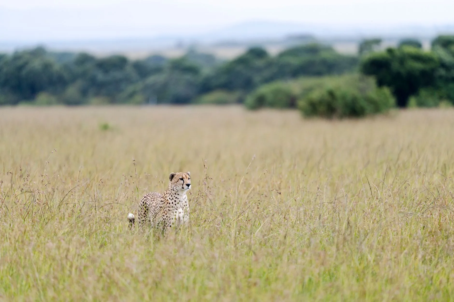 Le Masai Mara, la référence pour un premier safari