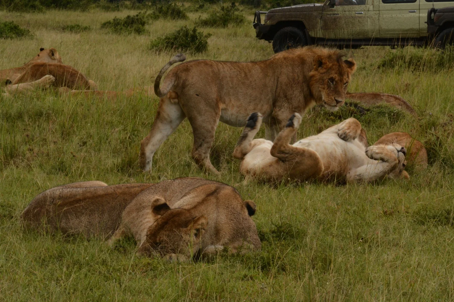 Lions au repos dans la savane africaine